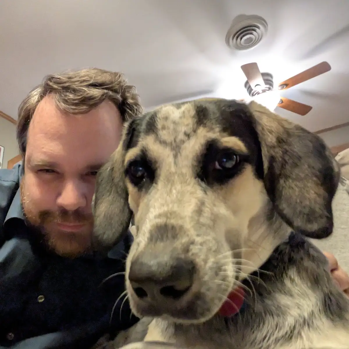 A man with a beard and dark shirt is taking a selfie with a large, close-up shot of a brindle and white dog with soulful…