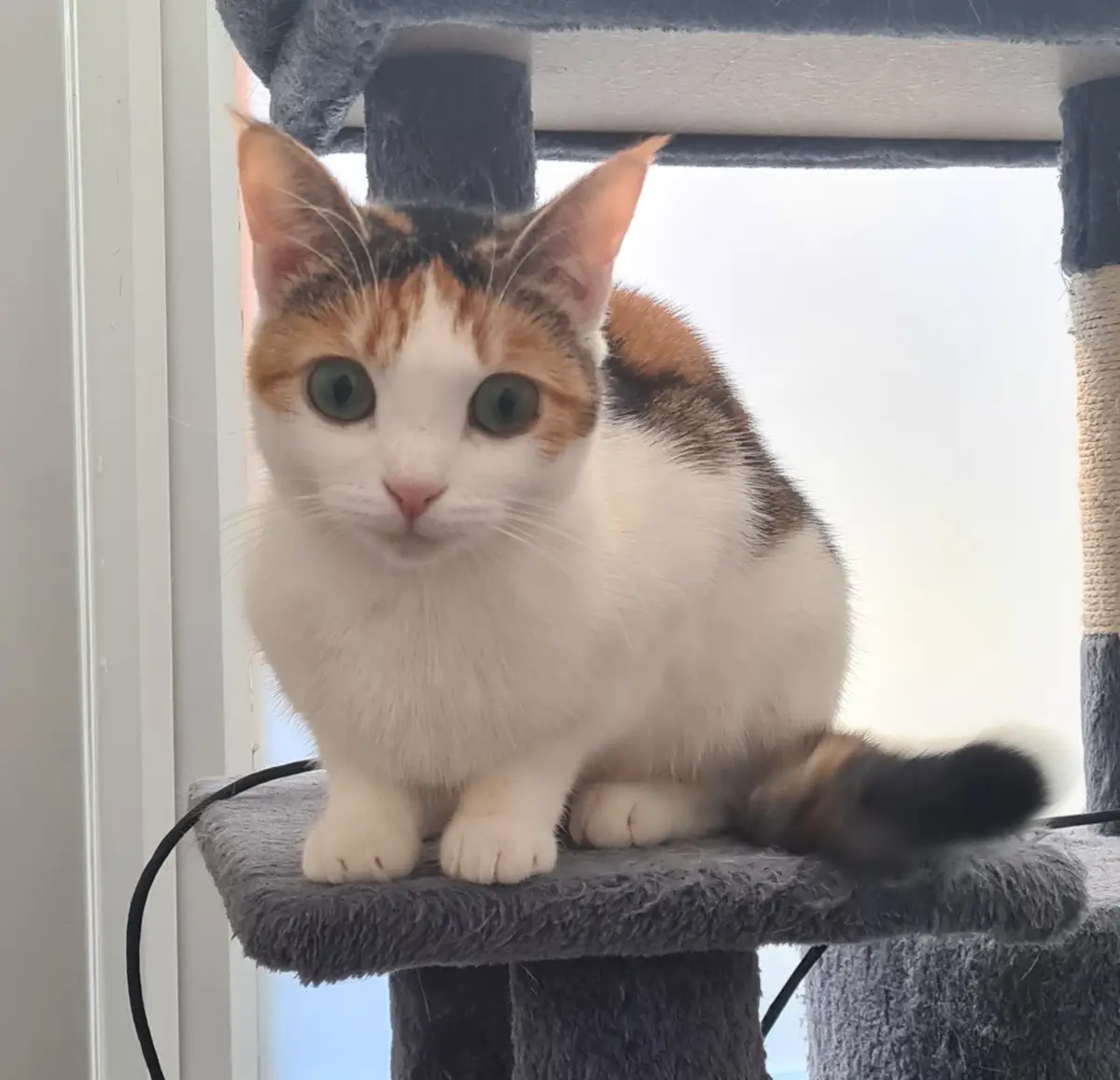 A calico cat with wide, green eyes sits on a gray cat tree perch, looking directly at the camera with an intense, slightly…