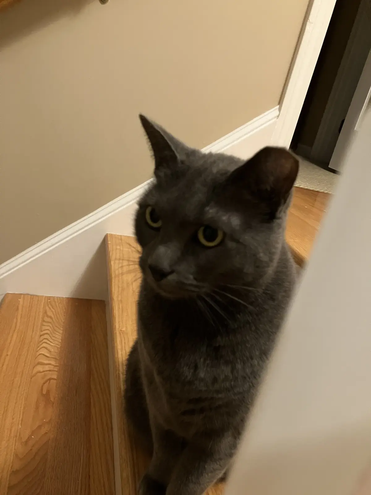A gray cat with yellow eyes sits on a wooden floor near a beige wall and white baseboard, looking up with a serious…