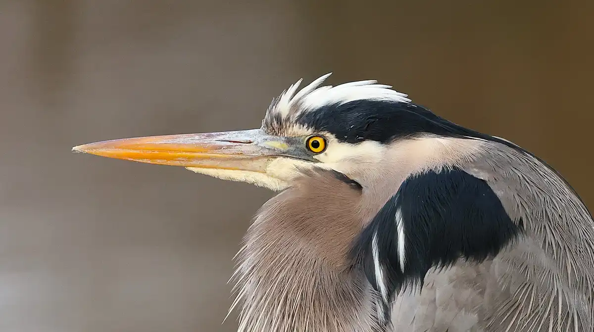 A close-up photograph of a grey heron with a long orange beak, yellow eye, and black-and-white head feathers, looking…