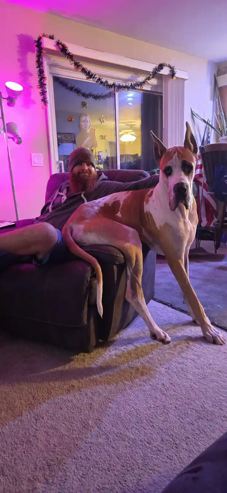 A man with a beard and beanie lounges on a couch in a room lit with pink light, while a large Great Dane stands beside him…