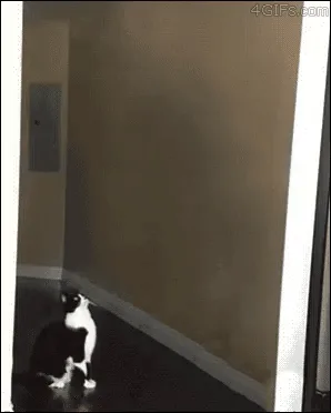 A black-and-white cat sits on a dark floor in a hallway, looking up as a glowing UFO appears and hovers. The cat leaps up to…