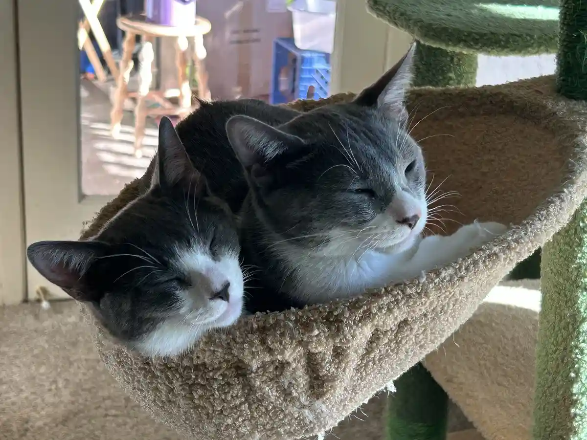 Savvy and Rex: A Dynamic Duo of Adventure