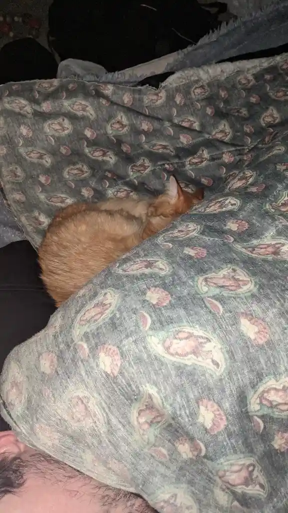A ginger cat is curled up and sleeping under a grey paisley-patterned blanket, with a person's hairy chest and shoulder…