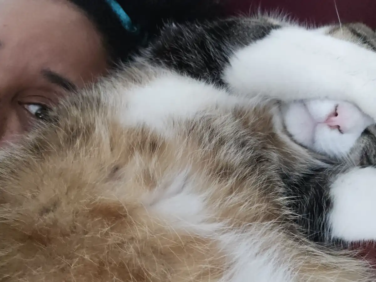 A close-up photo shows a person's eye peeking out from under a fluffy, multi-colored cat that is curled up and sleeping on…