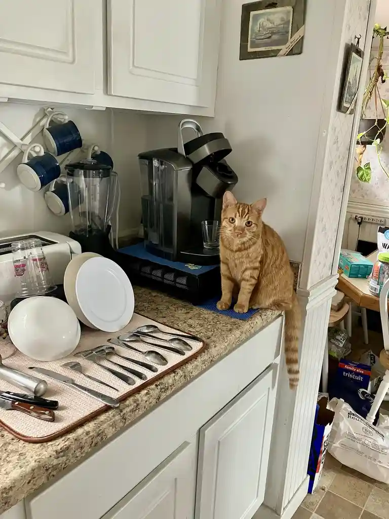 An orange tabby cat sits upright on a kitchen countertop, looking directly at the camera with a confused expression. The…