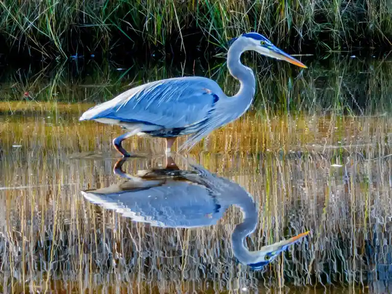A grey heron stands in shallow water with tall reeds behind it, its reflection clearly visible in the rippling surface. The…