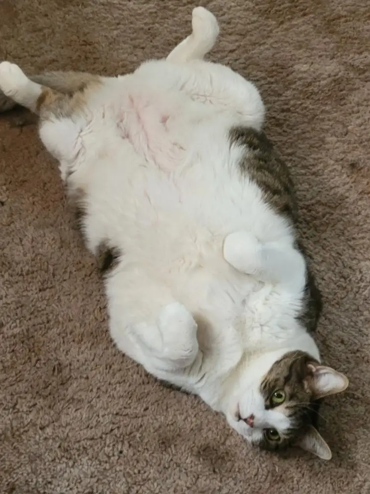 A plump, white and brown tabby cat lies on its back on a brown carpet, belly exposed, paws curled up, looking directly at…
