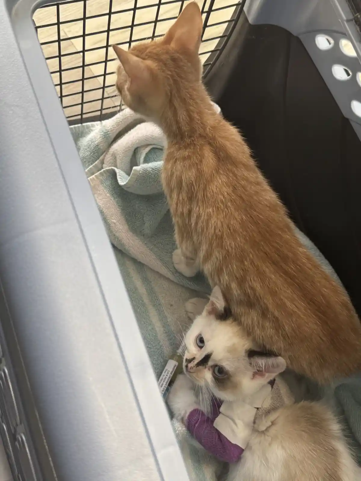 Two kittens are inside a pet carrier; one ginger kitten stands alert looking through the wire mesh door, while a white…