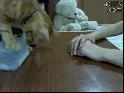 A sequence of six frames shows an orange tabby cat standing on a table, initially pawing at a person's hands, then climbing…