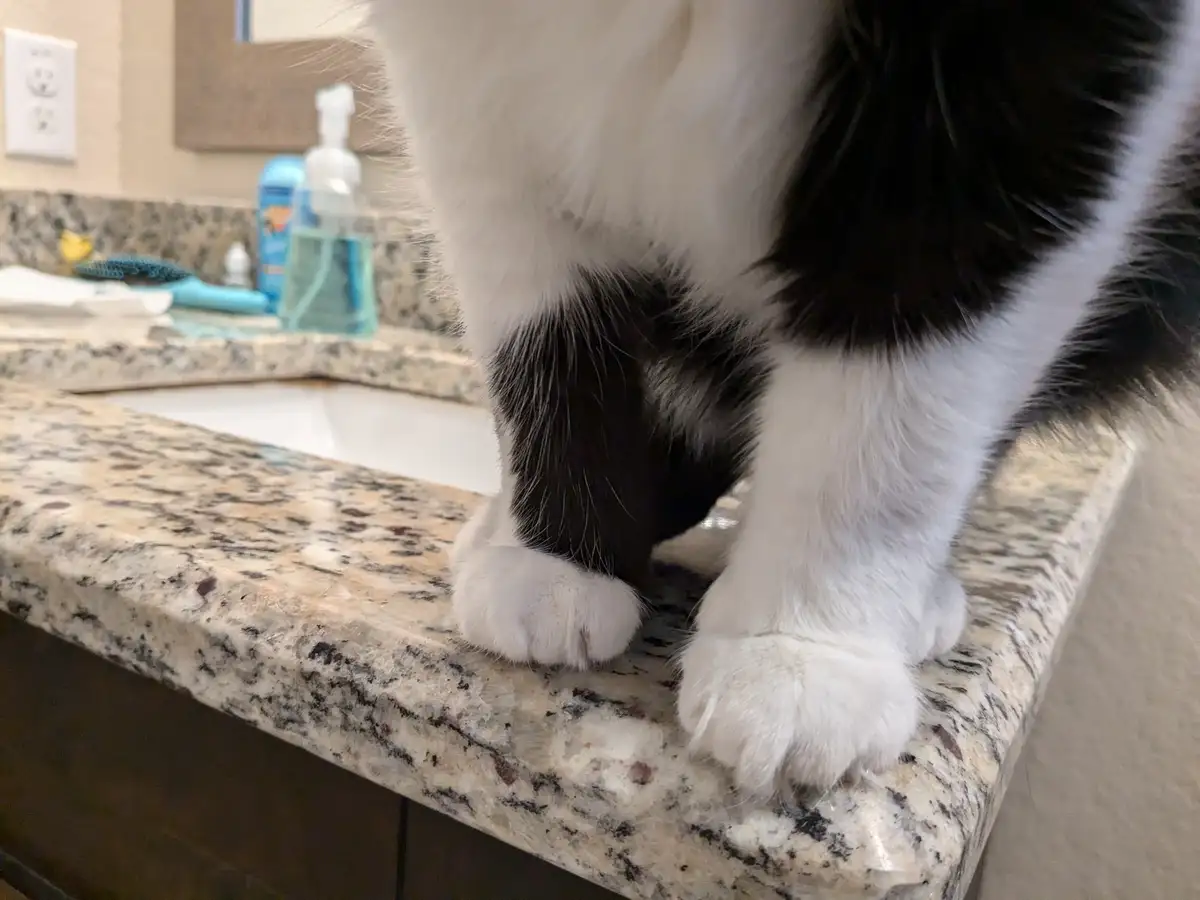 A close-up photo shows the lower body and paws of a fluffy black-and-white cat standing on a speckled granite bathroom…
