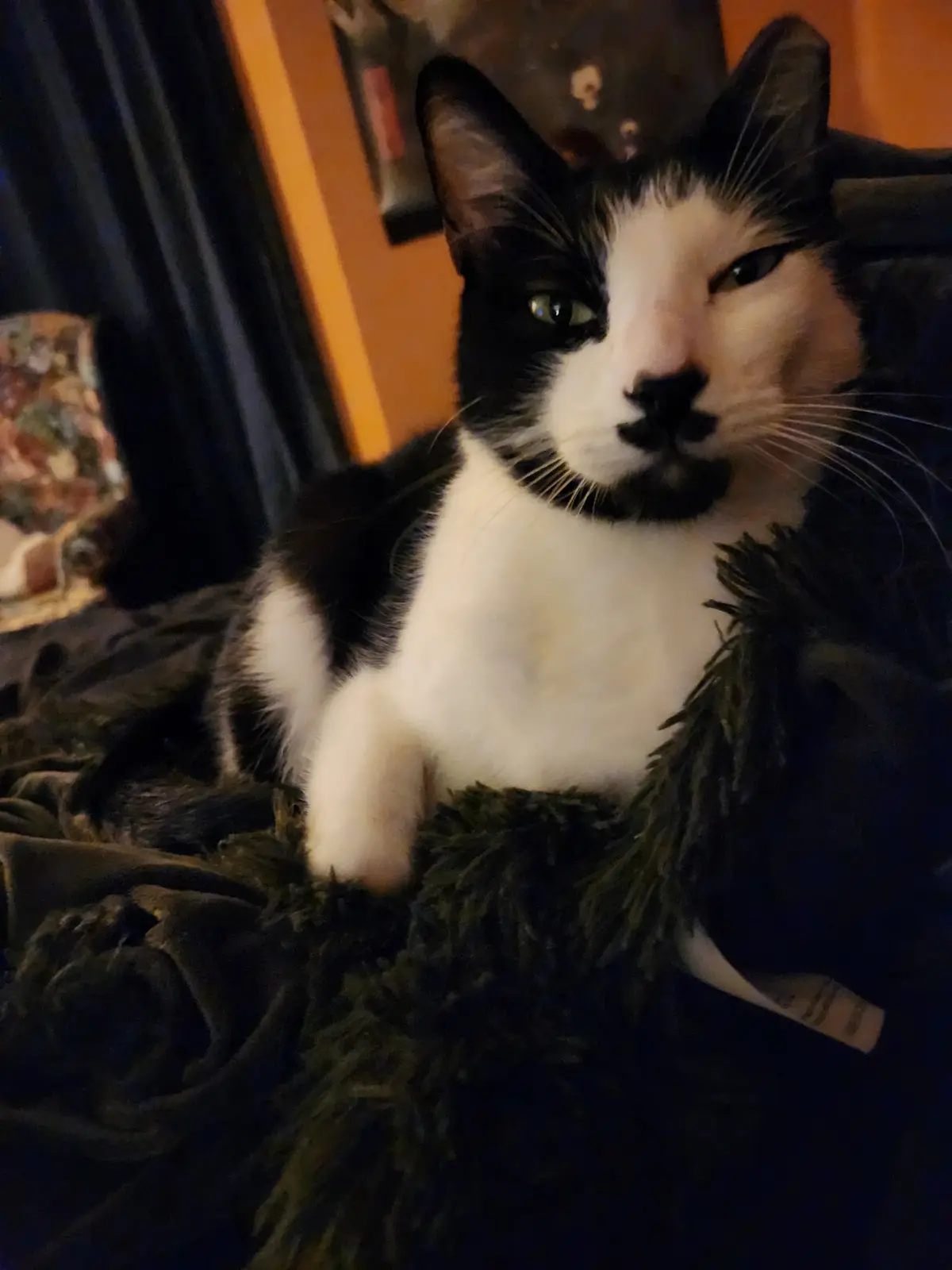 A black and white cat with one green eye and one brown eye sits on a dark green, fuzzy blanket in a dimly lit room. The cat…