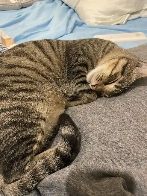 The Ultimate Relaxation: A Cat in Dreamland