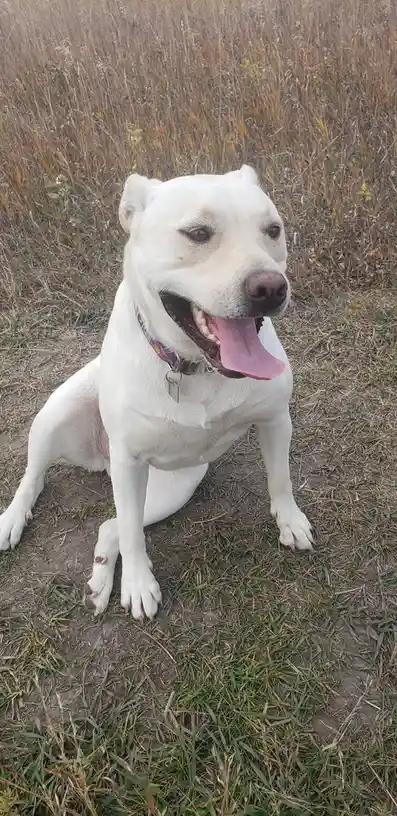 A white dog with a purple collar sits in a grassy field, panting with its tongue out and looking directly at the camera. The…