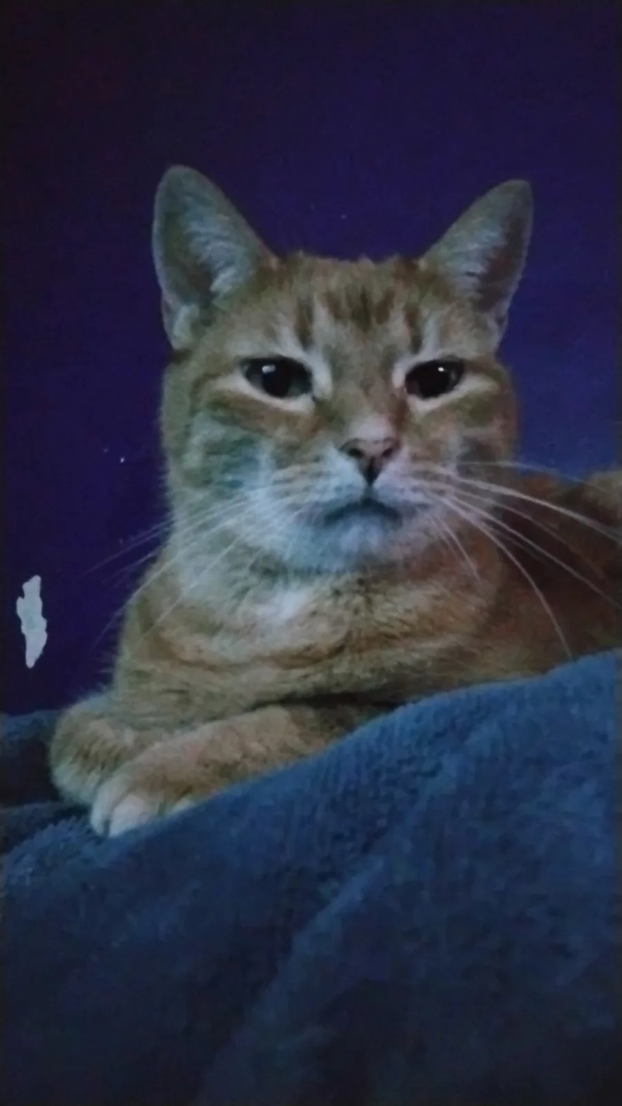 Meet the Feline Superstar: The Cat
