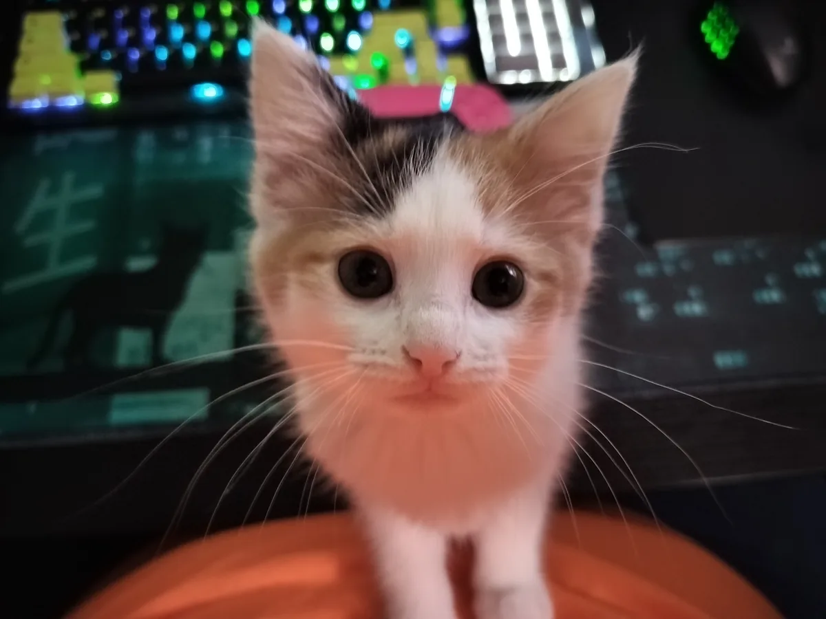 A close-up of a small calico kitten with wide, innocent eyes and a pink bow on its head, sitting on an orange surface. The…