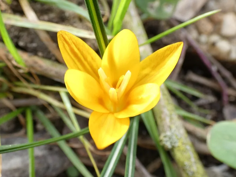 A close-up photograph of a bright yellow crocus flower blooming amidst green grass and soil. The image is overlaid with the…