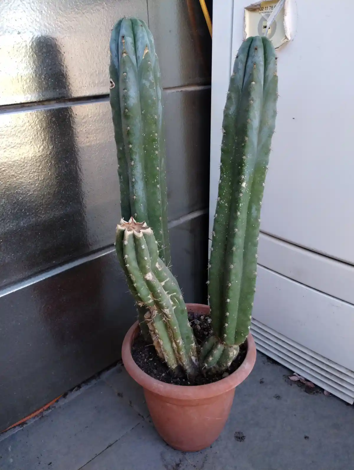 A potted cactus with multiple green, ribbed stems and spines sits in a terracotta pot on a concrete floor, leaning against a…