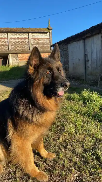 A German Shepherd dog with black and tan fur sits outdoors on grass in front of rustic buildings under a clear blue sky. The…