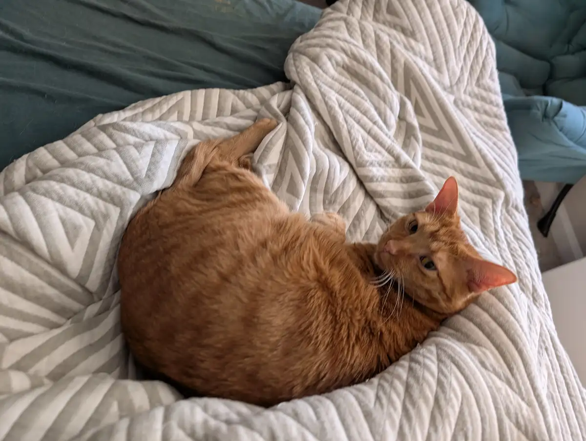 An orange tabby cat is curled up and resting on a white and gray patterned blanket on a bed with teal sheets. The cat is…