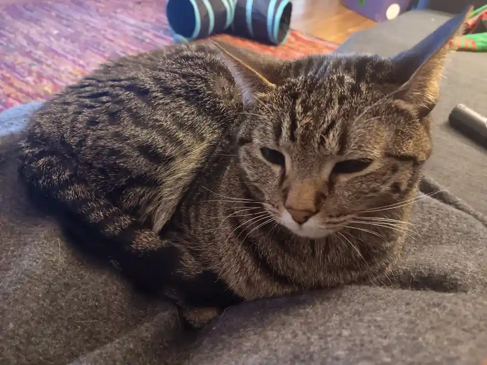 A tabby cat with dark stripes is curled up on a gray couch, looking sleepy and uninterested. In the background, a colorful…