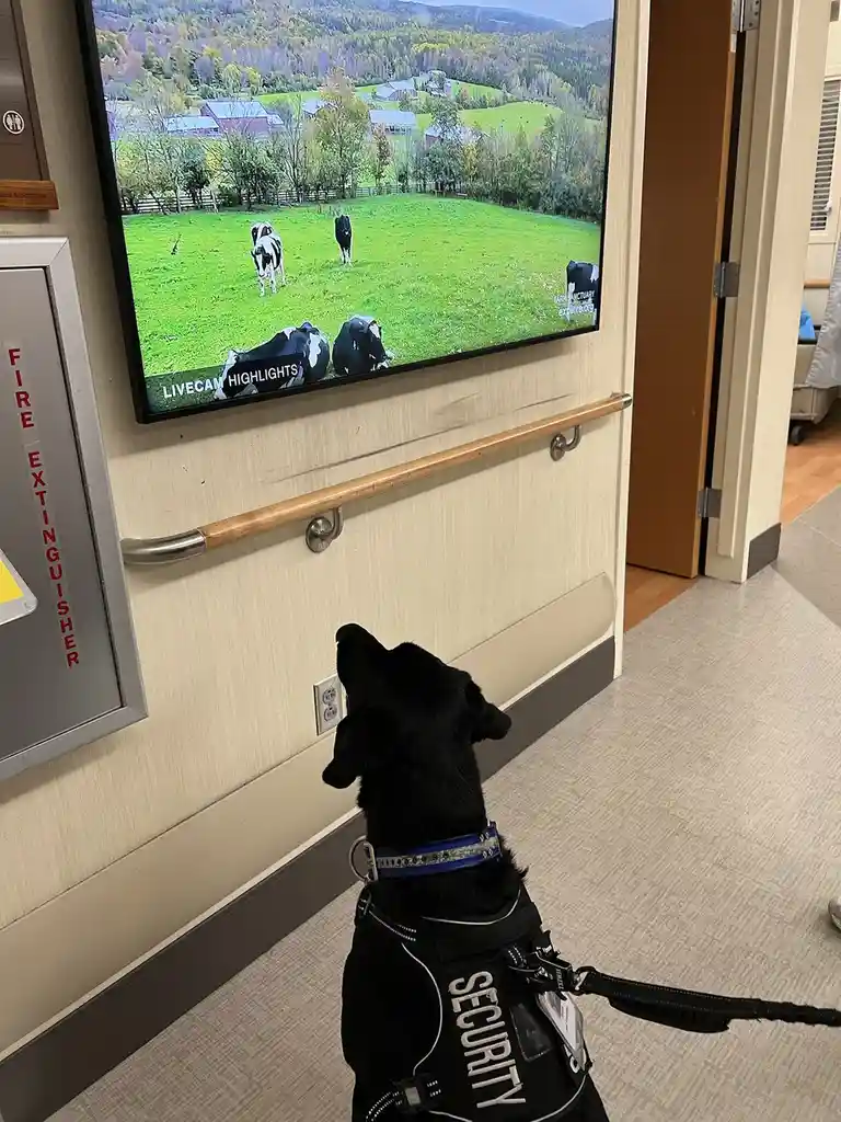 A black dog wearing a 'SECURITY' vest sits attentively in a hospital hallway, staring up at a mounted TV screen showing a…