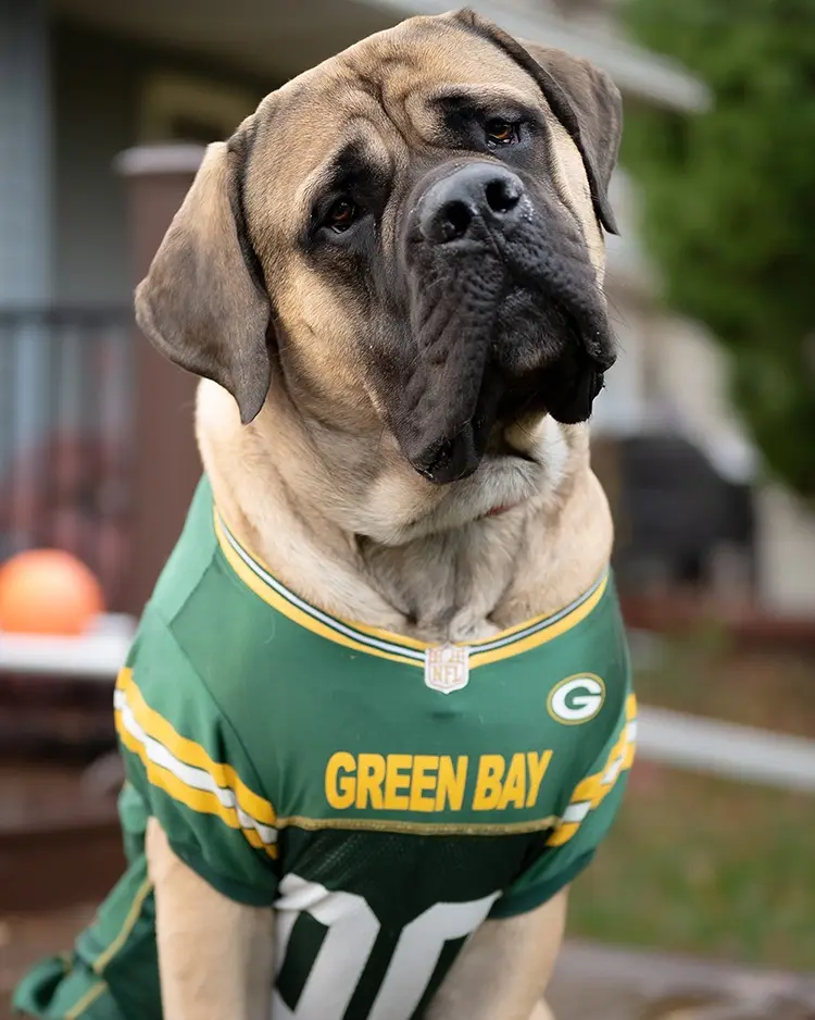 A large, wrinkled dog with a tan and black coat is wearing a green and yellow Green Bay Packers NFL jersey with the number…