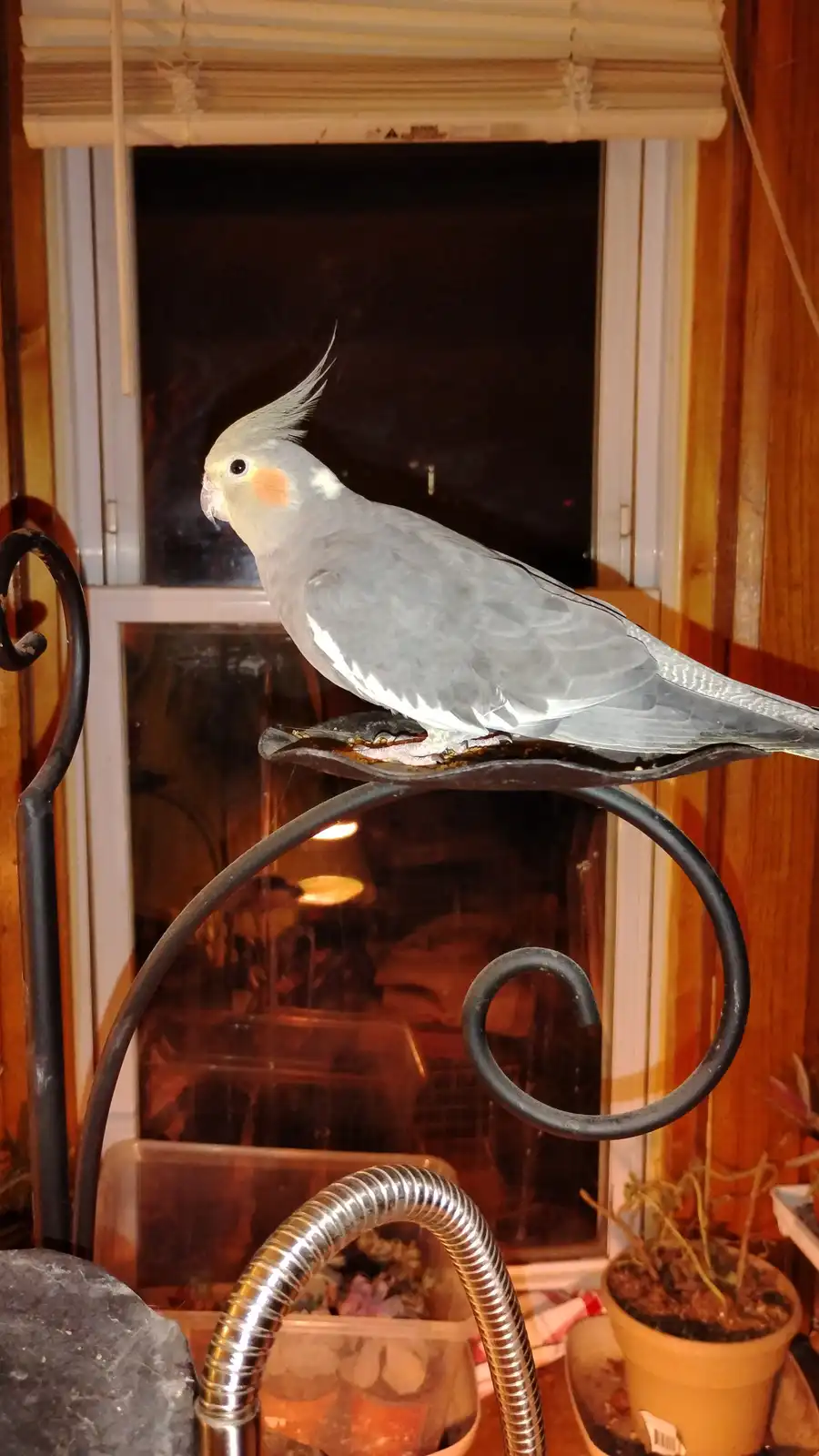 A grey cockatiel with a raised crest and orange cheek patches perches calmly on a black metal stand near a window. The…