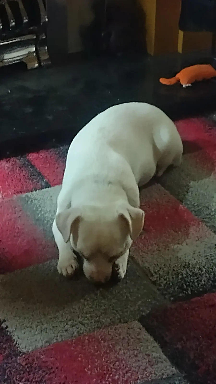 A light-colored puppy is lying on a red and gray patterned rug, head down and seemingly sad or dejected. In the background…