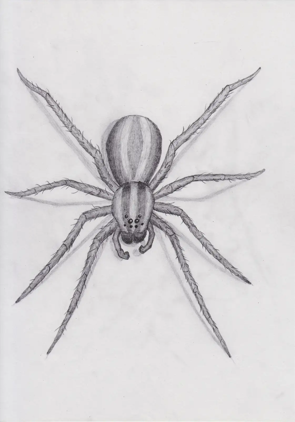 A detailed pencil sketch of a spider with eight legs, visible eyes, and fine hairs on its legs, drawn on white paper. The…