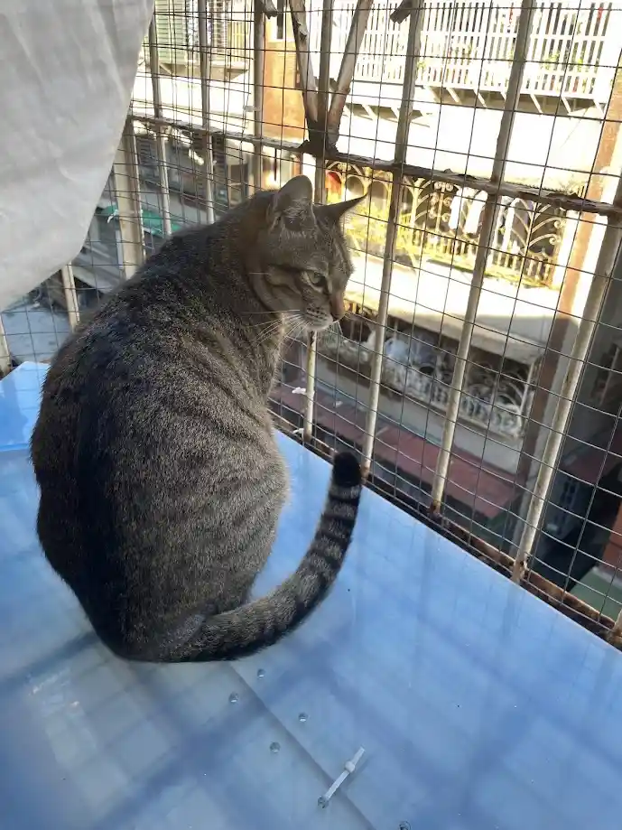 A tabby cat sits on a blue tiled surface inside a metal cage, looking out at a city street below. The cat's body is angled…