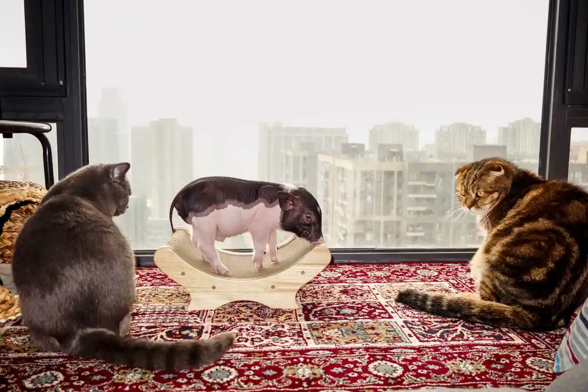 Two cats sit on a patterned rug facing a small pig standing on a wooden cat scratcher in front of a large window overlooking…