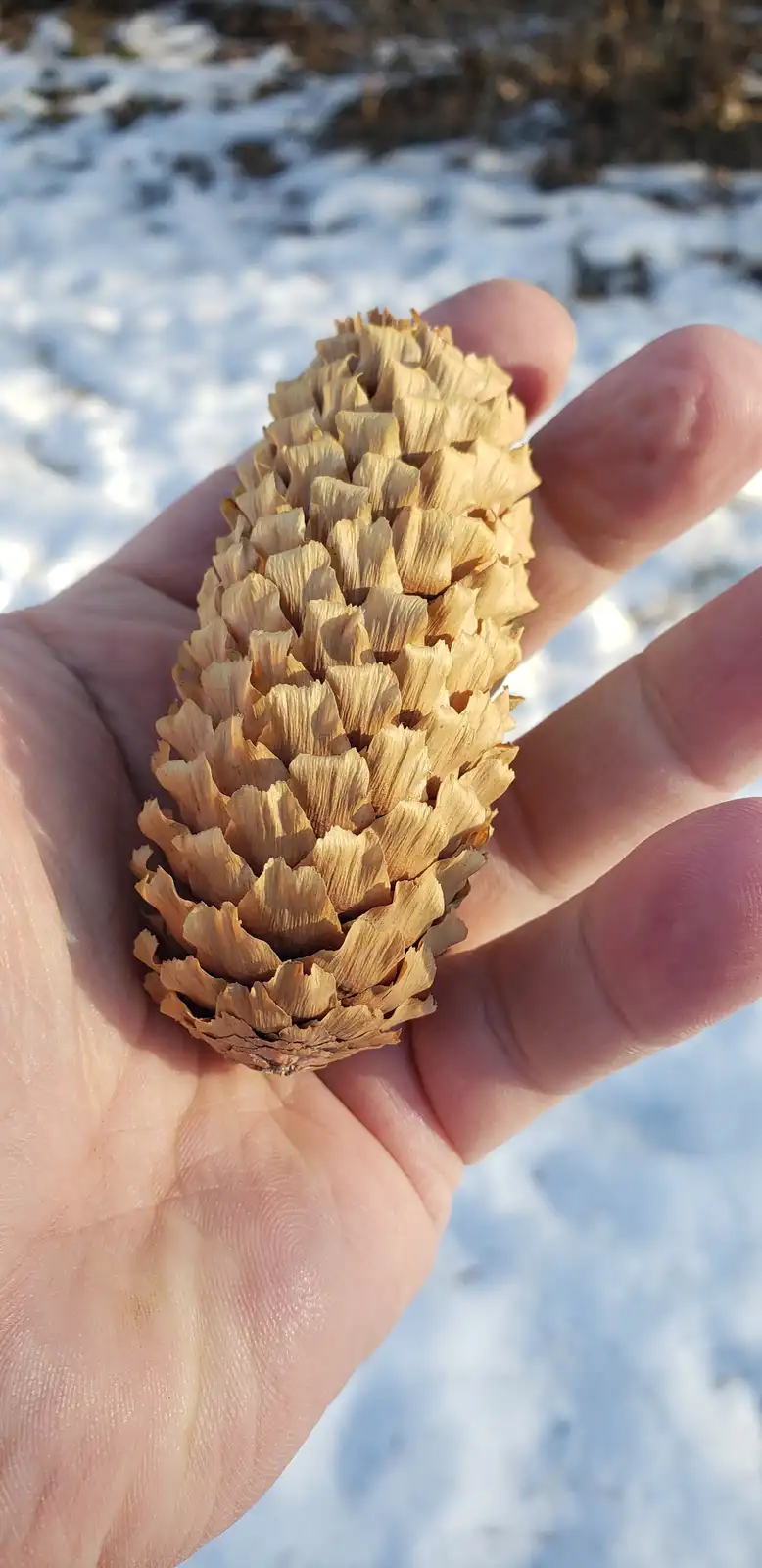 Pinecone for the win!