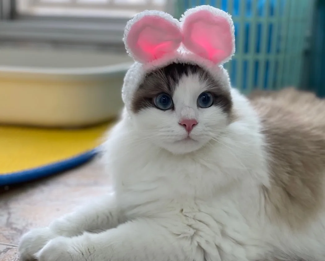 A fluffy white and brown cat with striking blue eyes is lying down indoors, wearing a white headband with pink, fluffy bunny…