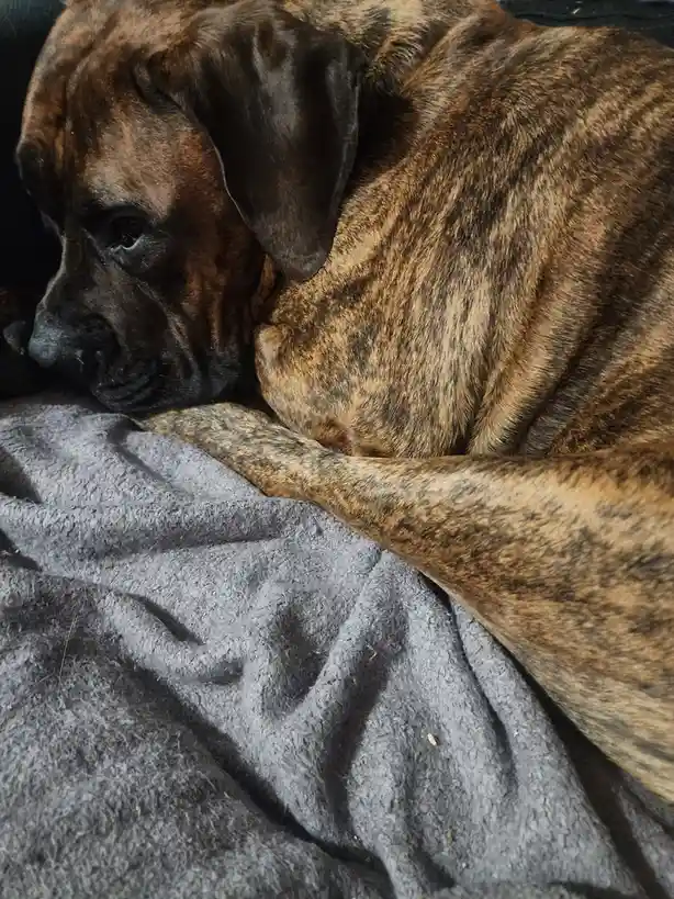 A brindle-coated dog with a sad, droopy expression rests its head on a gray blanket, looking lethargic and uninterested. The…