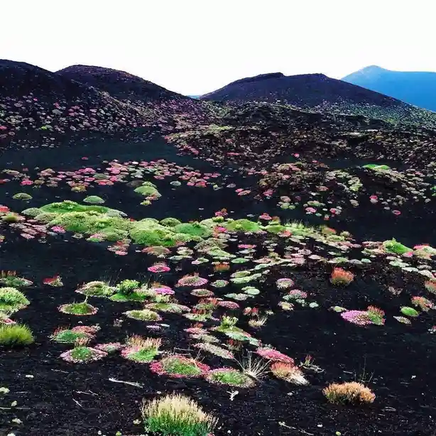 A landscape photo shows a vast expanse of dark, black volcanic soil dotted with colorful patches of green and pink flowering…