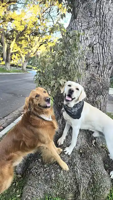Two dogs, a golden retriever and a yellow lab, sit beside a large tree trunk outdoors. The golden retriever on the left has…