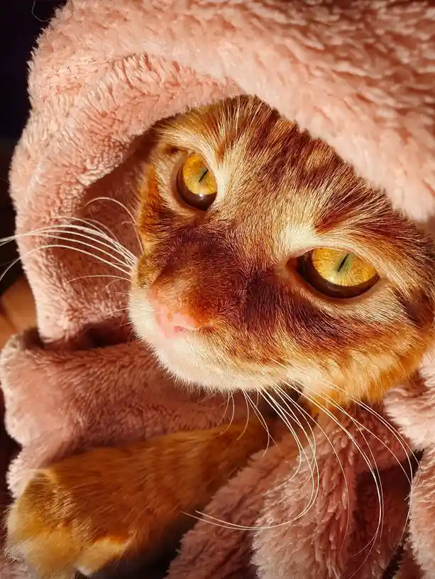 A close-up of an orange tabby cat with yellow eyes, partially covered by a soft pink blanket that drapes over its head and…