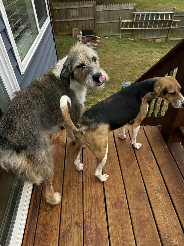 Two dogs stand on a wooden deck; the scruffy, shaggy dog on the left has its tongue out licking its rear end while the…