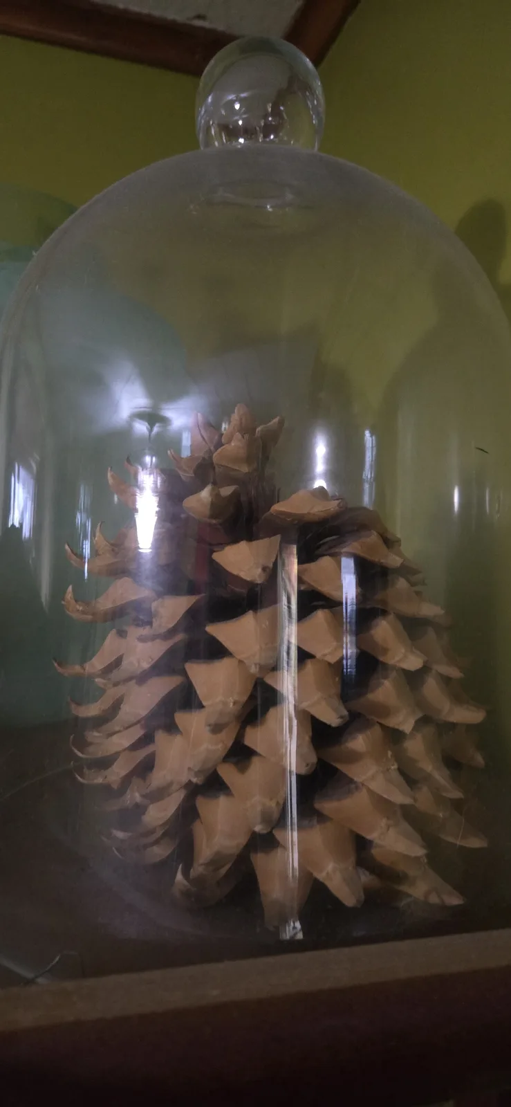 A large, dried pine cone is displayed under a clear glass bell jar on a wooden shelf against a pale green wall. The text…