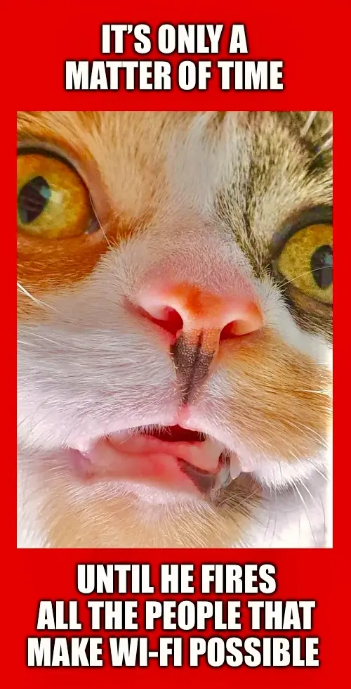 A close-up photo of a cat with wide, startled yellow eyes and an open mouth showing teeth, set against a bright red…