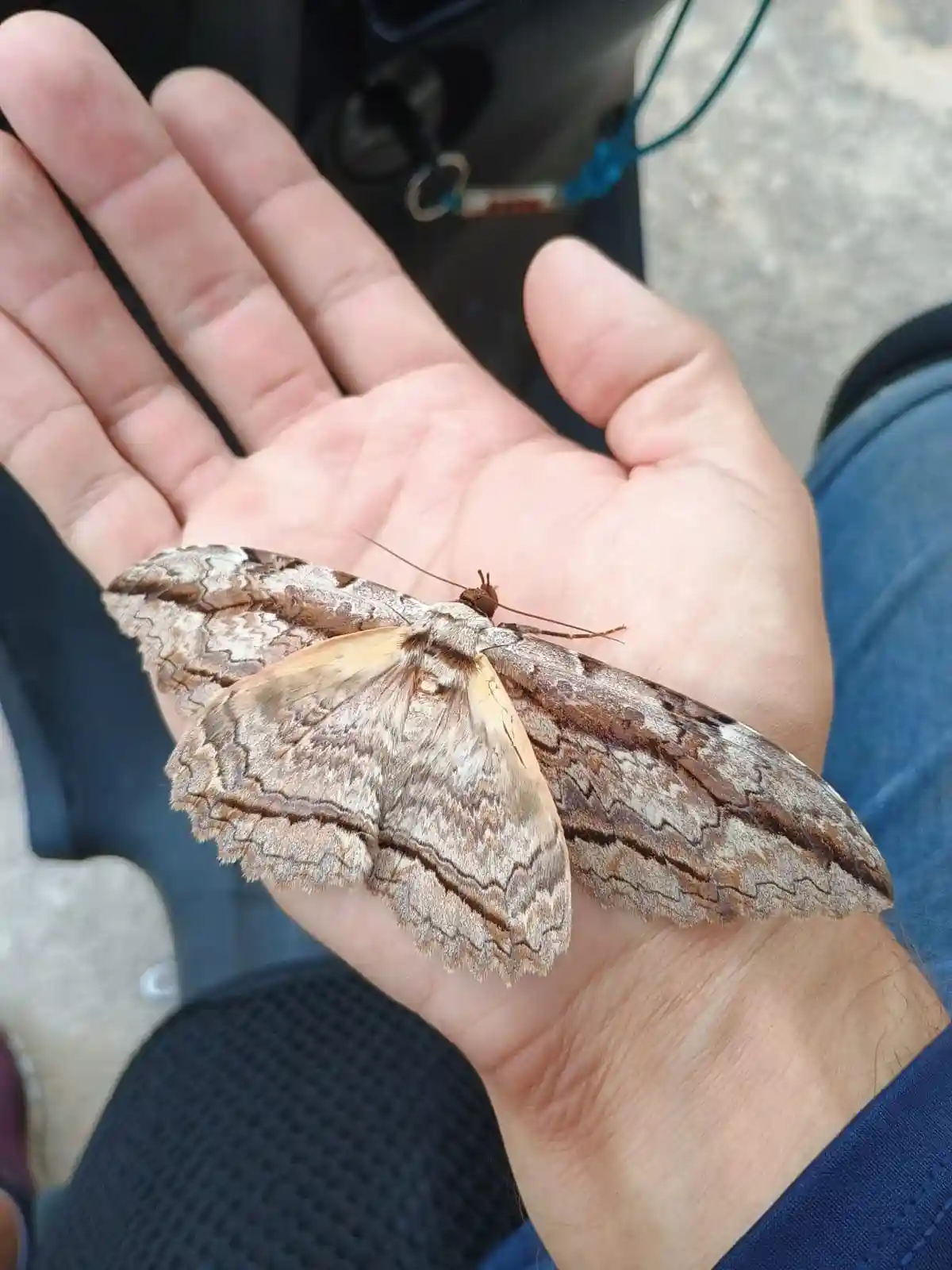 Bugs Galore - Part 3