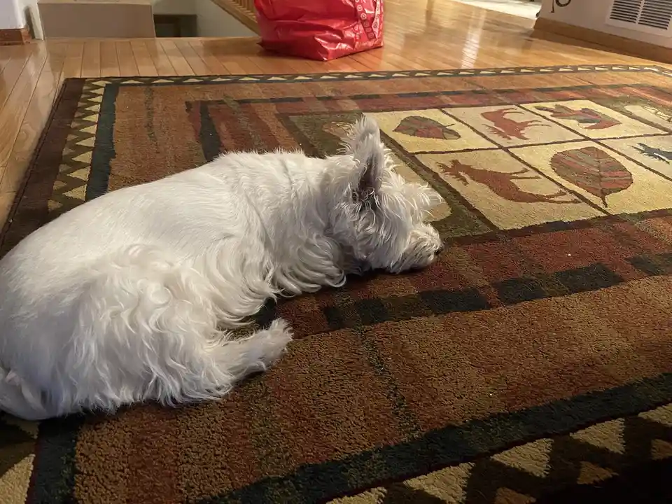 Lily Relaxing: A Perfect Sight for Tired Eyes