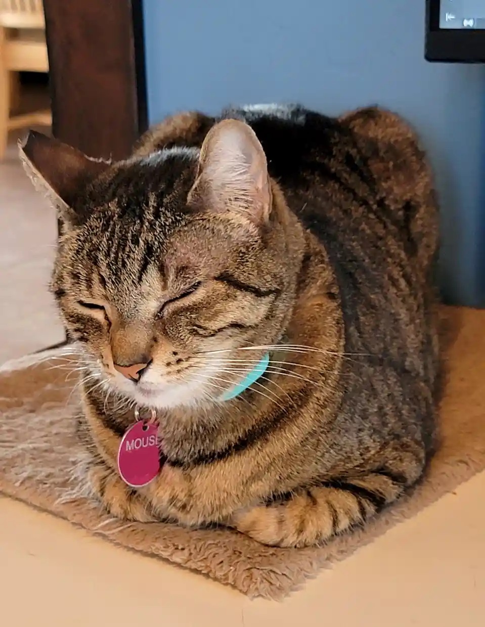 A tabby cat is curled up and sleeping peacefully on a fluffy brown rug, wearing a light blue collar with a pink tag that…