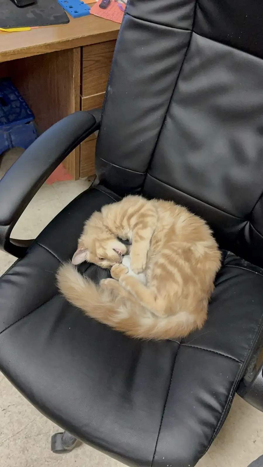 An orange tabby cat is curled up in a tight ball on a black office chair, licking its paw while appearing to sleep. The…