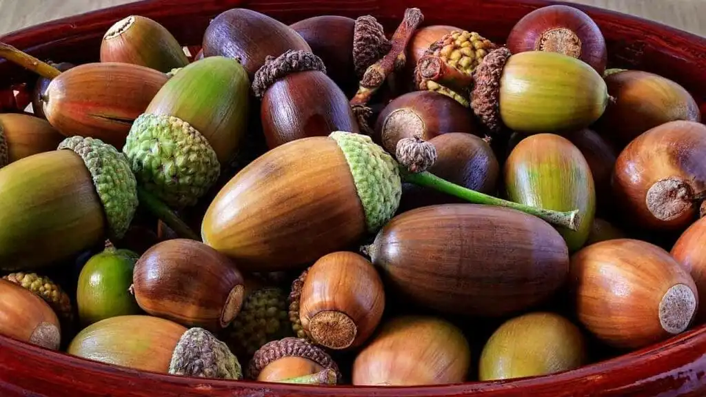 A close-up photo shows a red ceramic bowl filled with many acorns of various sizes and colors, some green and some brown…