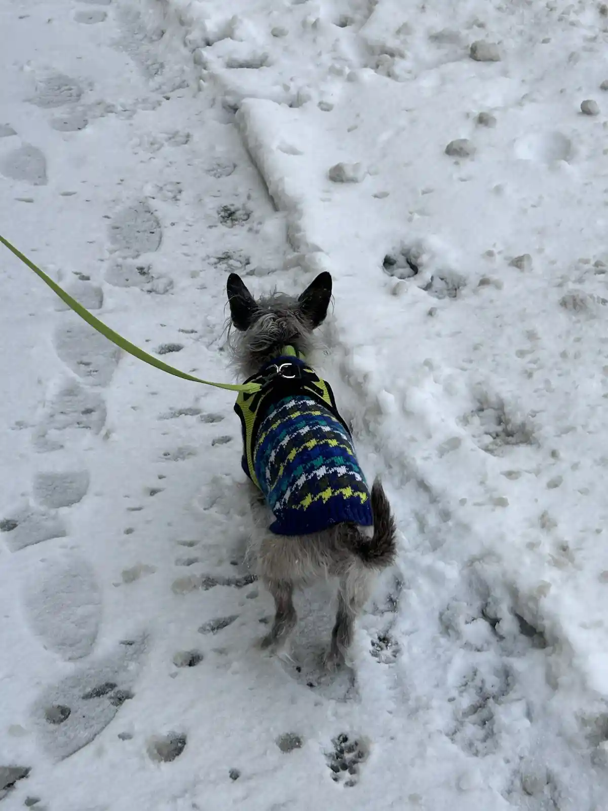 A small, scruffy dog with pointed ears and a bushy tail walks away from the camera through deep snow, wearing a colorful…
