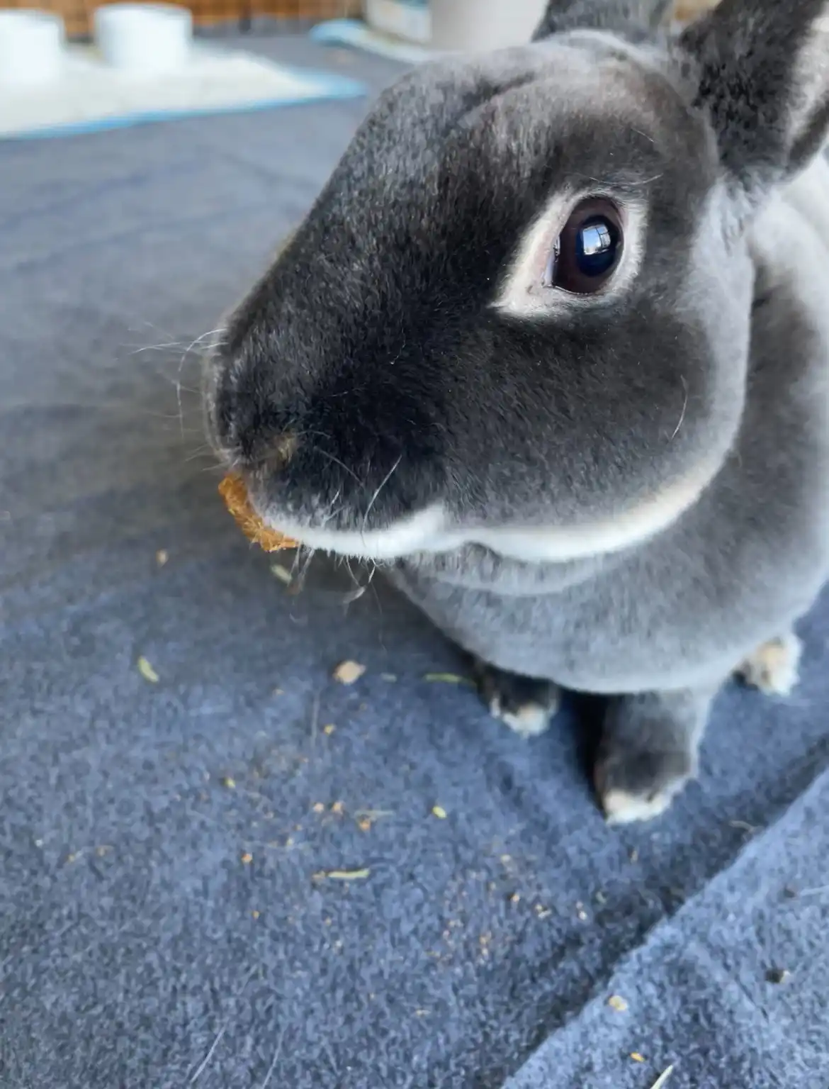 A close-up photo of a gray rabbit with white markings around its mouth and eyes, looking directly at the camera while…