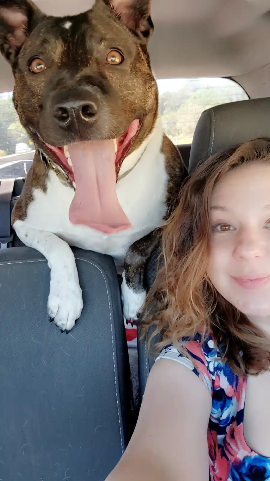 A selfie from inside a car shows a woman taking a picture of herself and a large brown and white dog sitting in the…