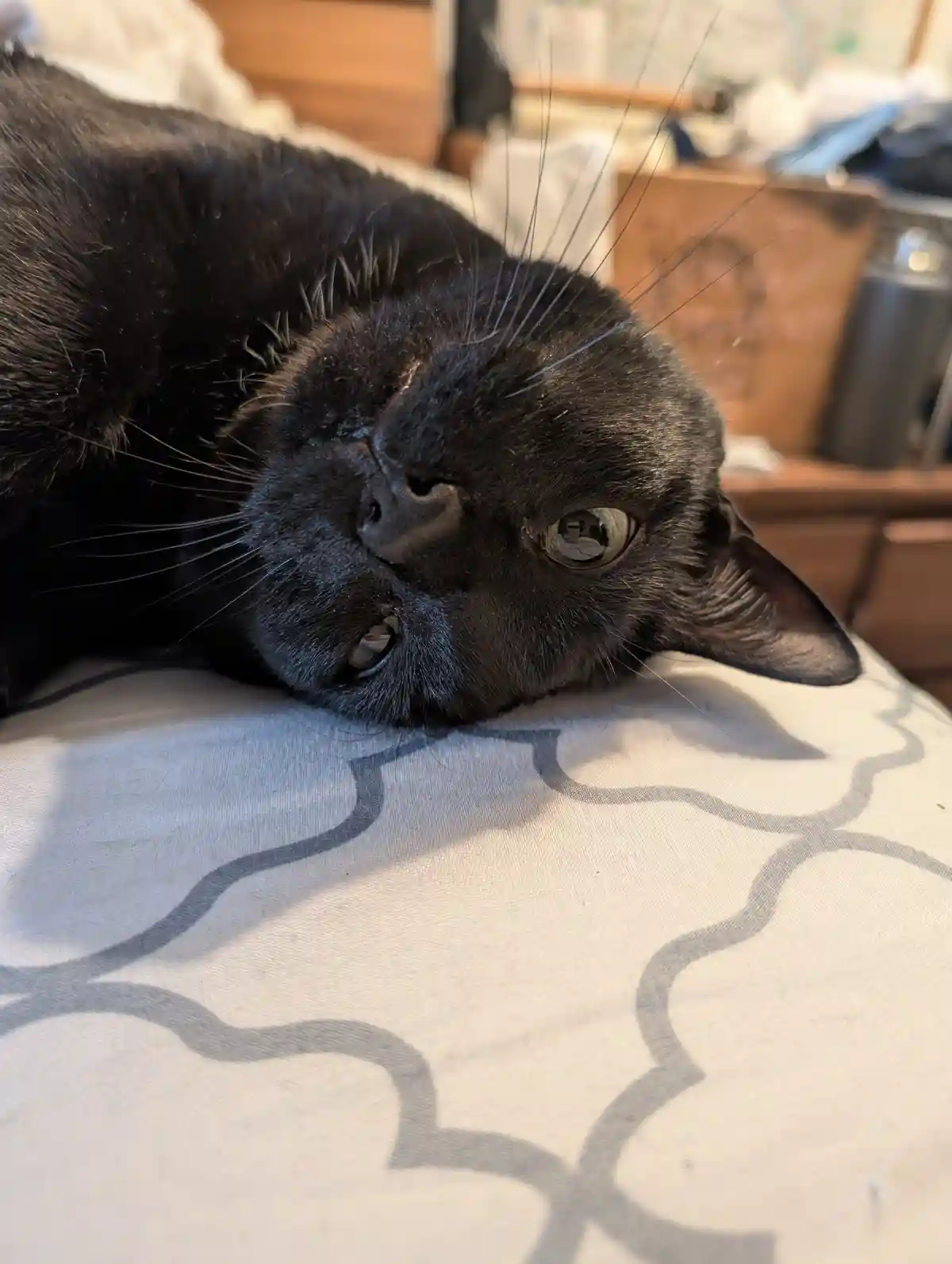 A black cat lies on its side on a patterned bedspread, looking up with one eye open and the other closed, its mouth slightly…